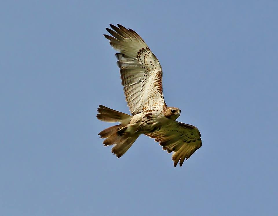 IBA_-_grant_s_-_broadwinged_hawk