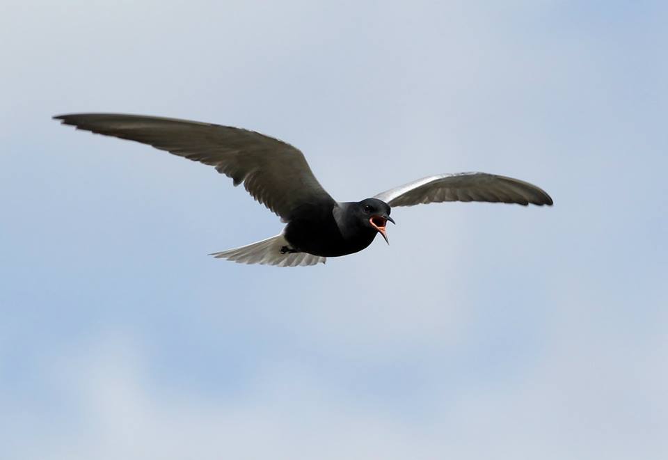 iba_-_oak_hammock_-_black_tern