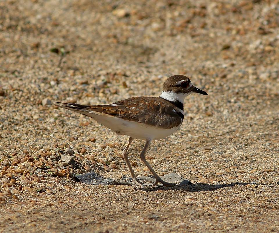 IBA_-_shoal_-_kilderr