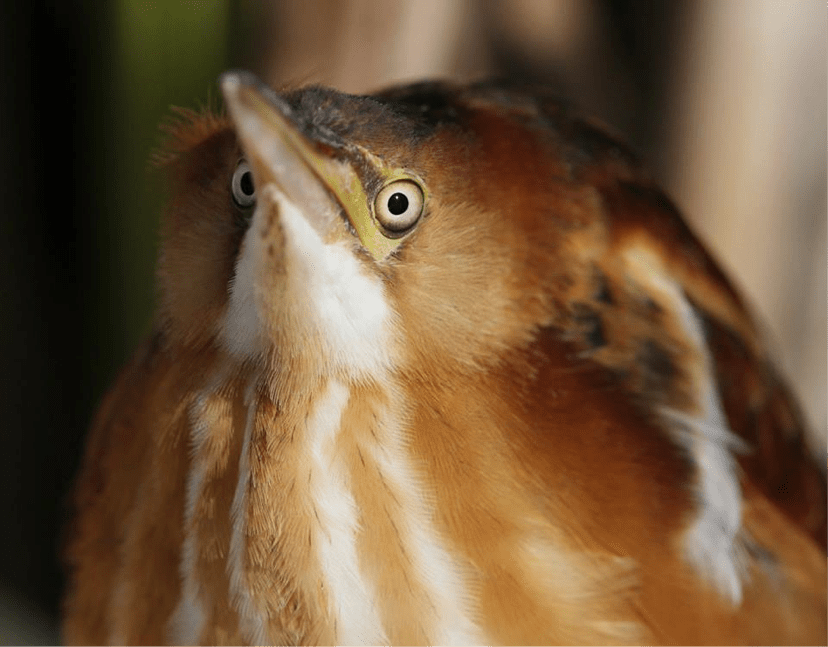 Least Bittern