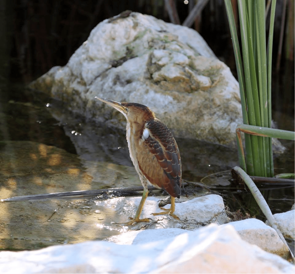 One of five juvenile Least Bitterns found in the North Shoal Lake area on Sept 15,  2014 - copyright Donna Martin