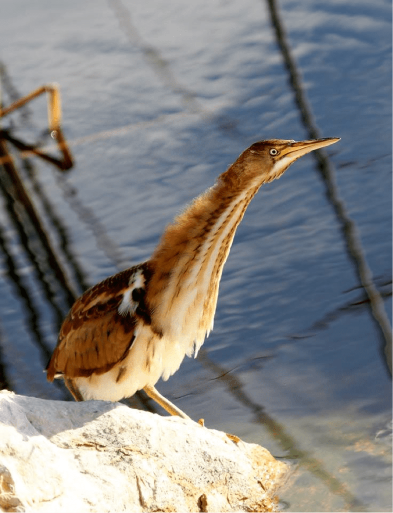 One of the 5 juvenile Least Bitterns found in the North Shoal Lake area - copyright Donna Martin