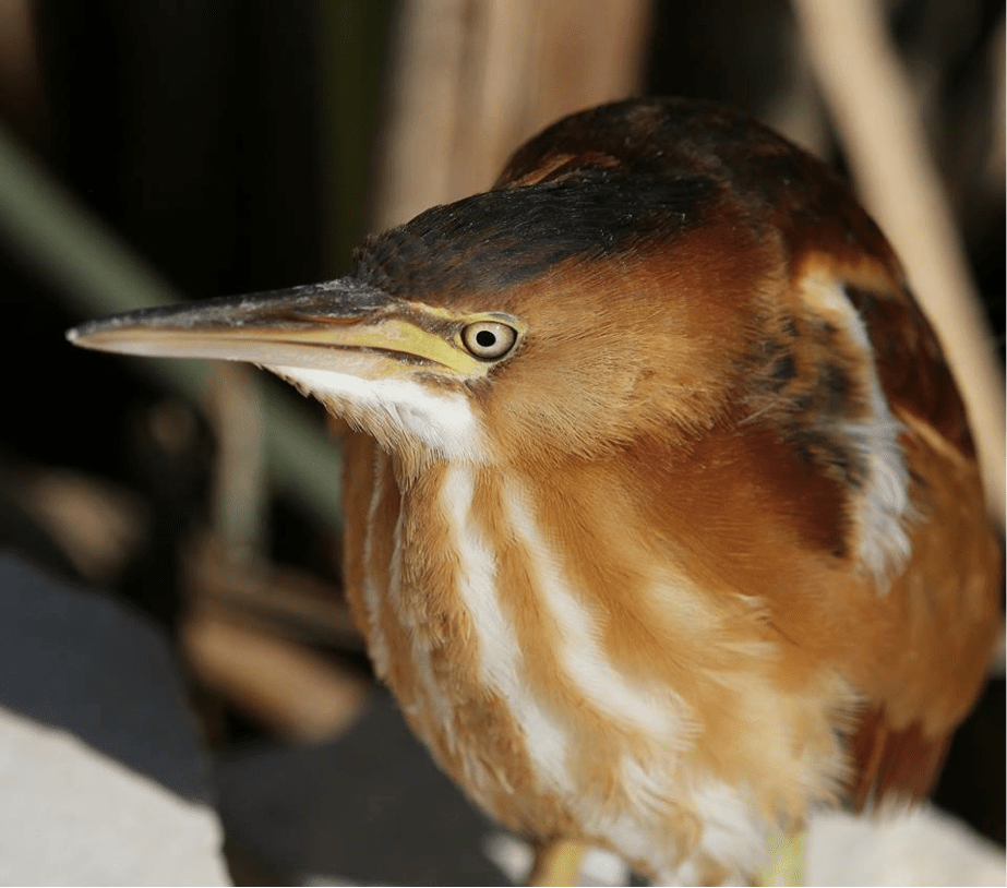 North, West and East Shoal Lake Caretaker, Donna Martin discovered breeding Least Bittern in North Shoal Lake in 2014. See here for more details. Copyright Donna Martin