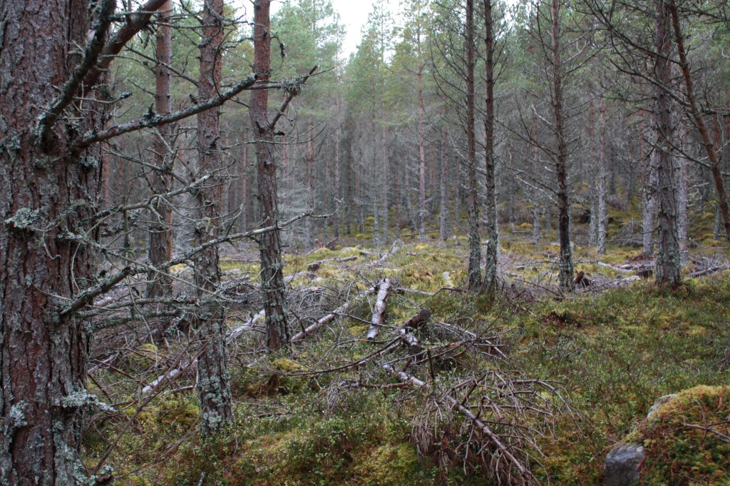Selective thinning of trees have enhanced this habitat for capercaillie. Thinned trees were left in situ as deadwood. Glades were created to create ideal conditions for wood ants and tree regeneration. Photo by Tim Poole