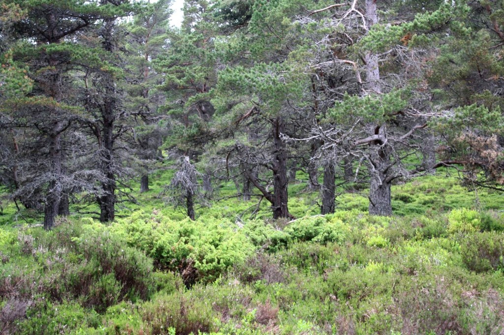 Semi-natural forest dominated by Scots pine is the typical habitat for capercaillie in Scotland. The trees provide plenty of sturdy roost branches for a large bird. There is also juniper and heather which provide cover for chciks. Photo by Tim Poole.