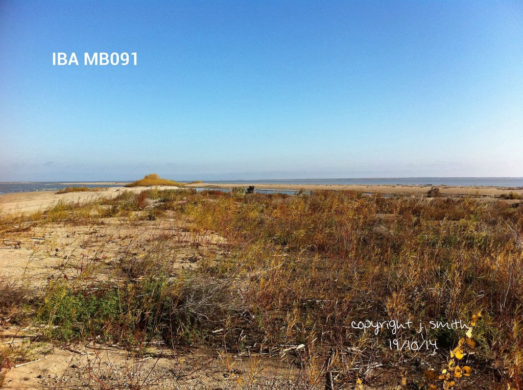 Weeds to pull on Riverton Sandy Bar