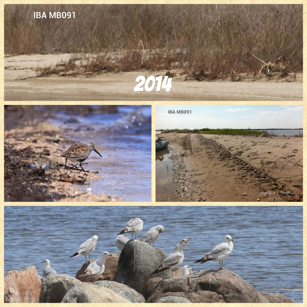 Top to bottom: White Sweet Clover, Dunlin, ATV tracks and Ring-billed Gull