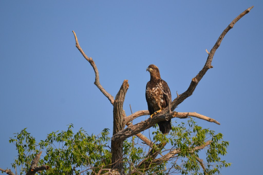028 Juvenile Bald Eagle - Netly-Libau Marsh