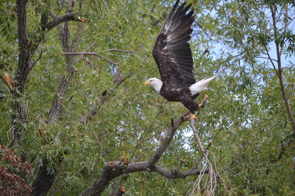 Adult Bald Eagle at Netley-Liba Marsh. Copyright Charlie McPherson