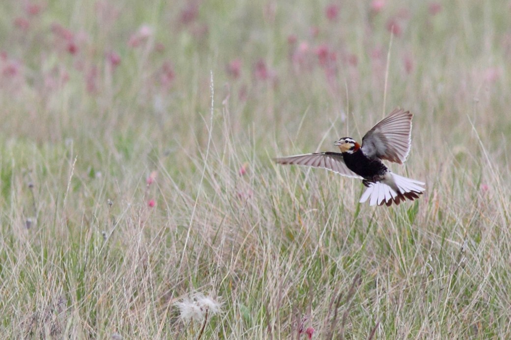The wonderful Chestnut-collared Longspur, globally listed as Near-threatened by IUCN. The characterful display flight and bold colouring really does make this one of the birding highlights of the prairie. Photo copyright Christian Artuso (http://artusophotos.com/)