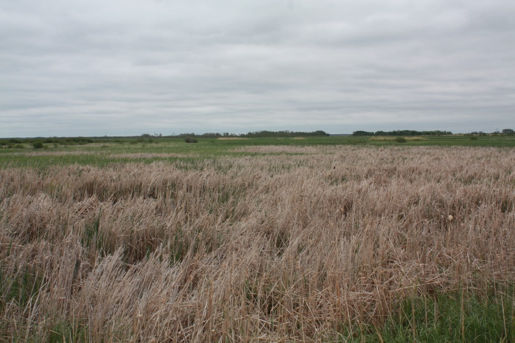 Douglas Marsh IBA with not a Yellow Rail in sight! Photo by Tim Poole