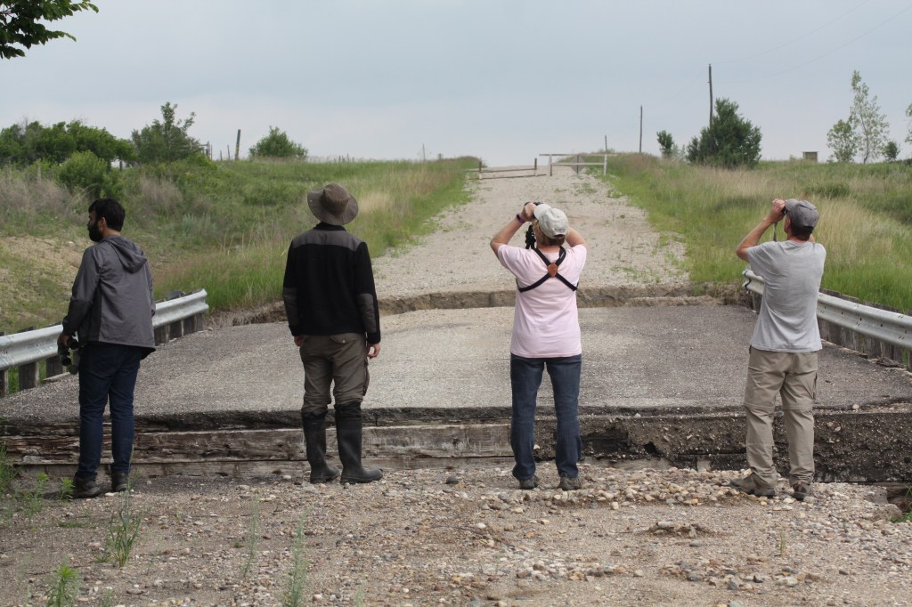 These birders will go anywhere to get that Rough-winged Swallow. Photo by Tim Poole