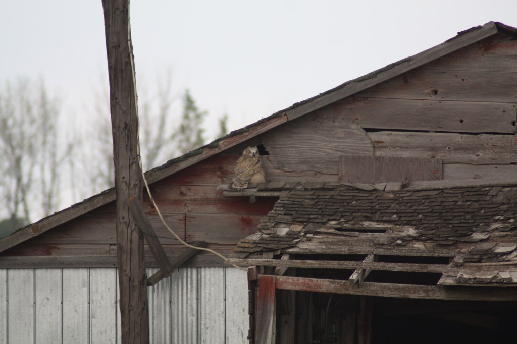 Young Great Horned Owl in a barn. Photo by Tim Poole