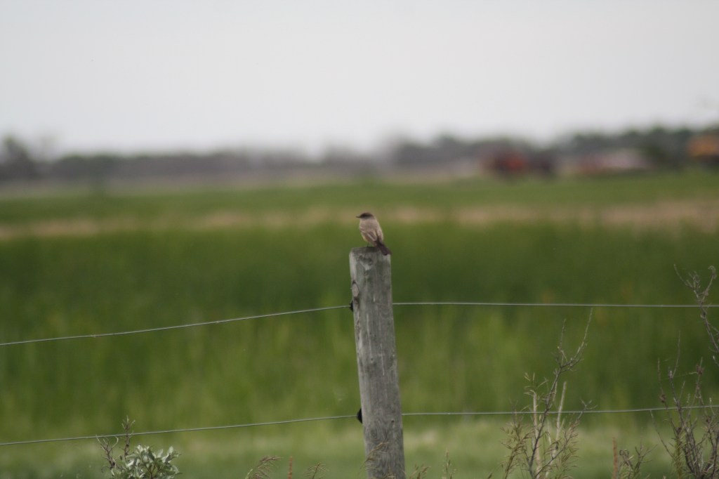 Say's Phoebe on a fencepost near Tilston. Photo by Tim Poole
