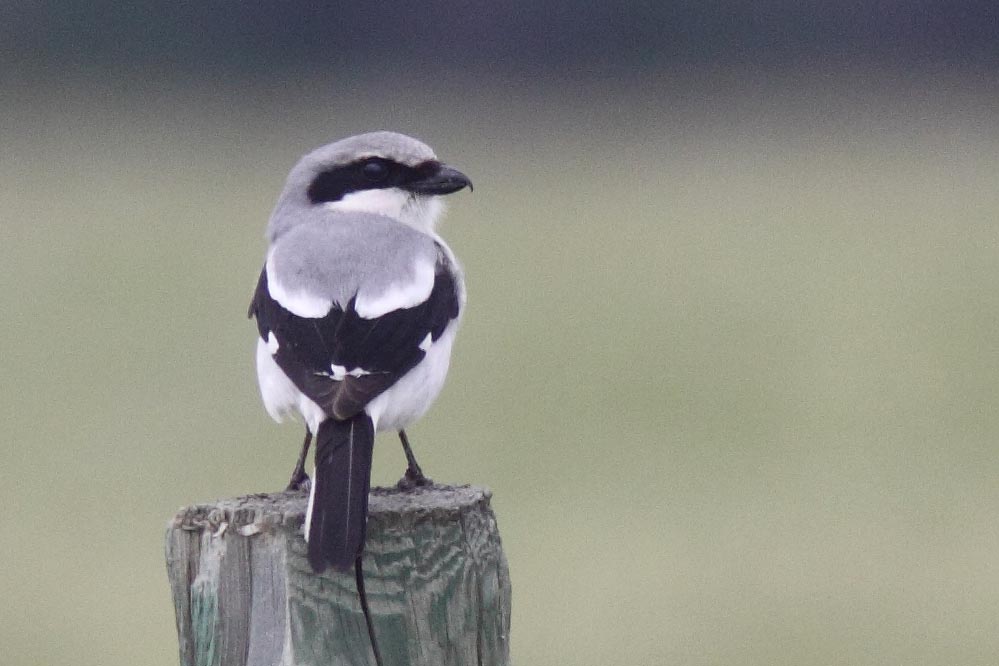 Loggerhead Shrike, photo copyright Christian Artuso http://artusophotos.com/