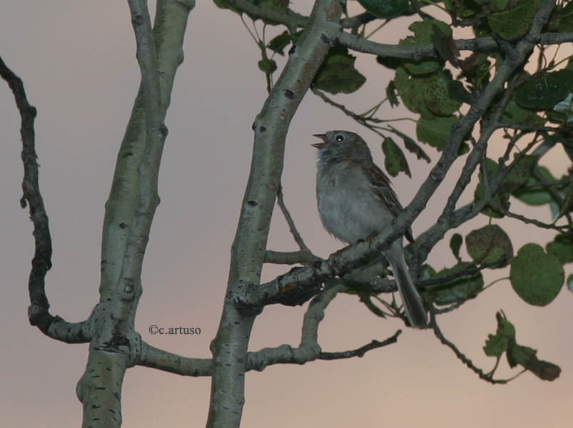 Field Sparrow in song. Photo copyright Christian Artuso (http://artusophotos.com/)