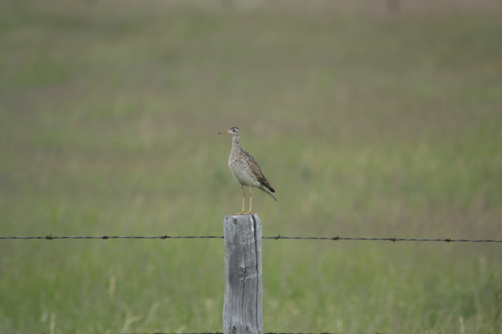 The ungainly and slightly cartoon-like looking Upland Sandpiper is a regular occurrence in southwestern Manitoba. Photo by Tim Poole