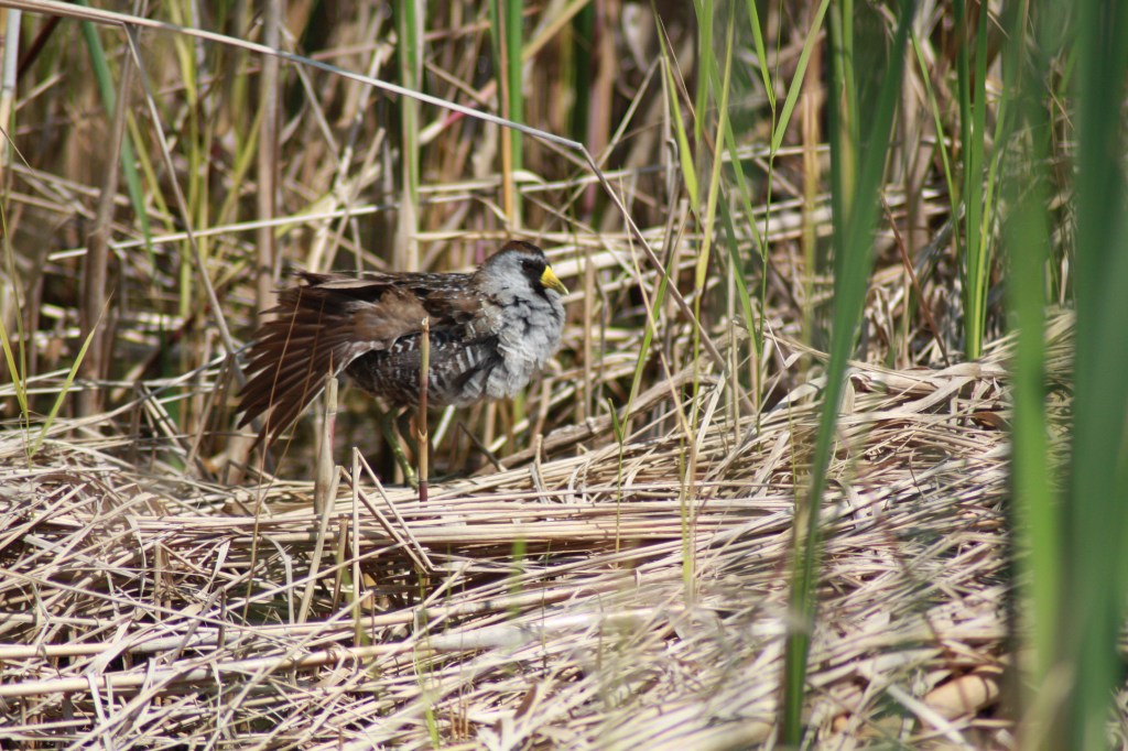 Sora, a common species of rail heard whinnying frequently on wetlands around Manitoba. Photo by Tim Poole