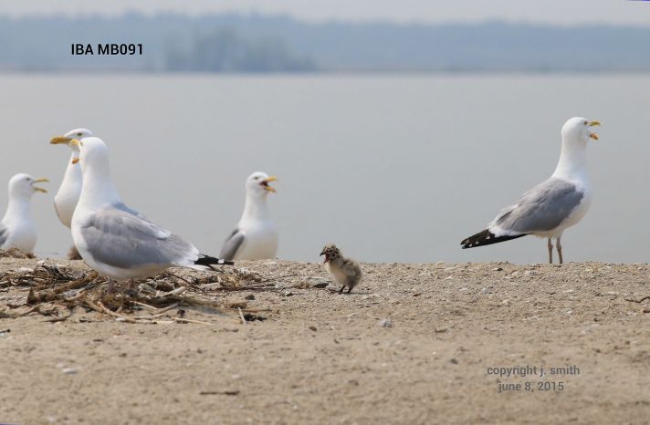 Herring Gulls with chick. Photo by Joanne Smith.