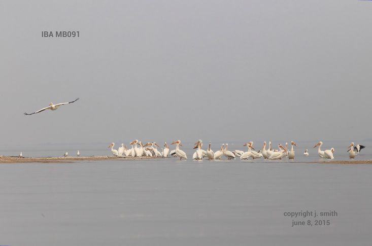 A flock of pelicans. Photo by Joanne Smith.