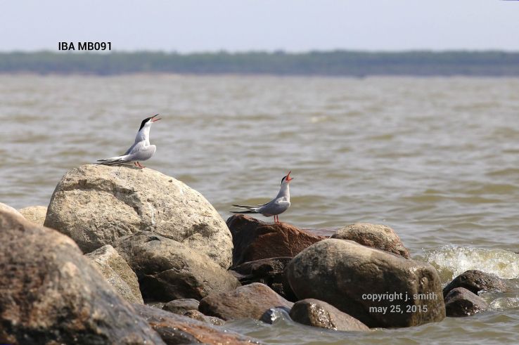 Common Terns. Photo by Joanne Smith.