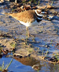 Killdeer. Photo by Donna Martin.