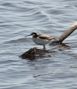 Wilson's Phalarope. Photo by Tim Poole.