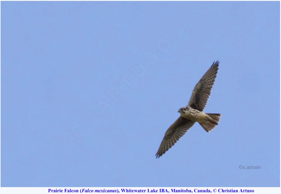 07b_Artuso_Prairie Falcon_8678