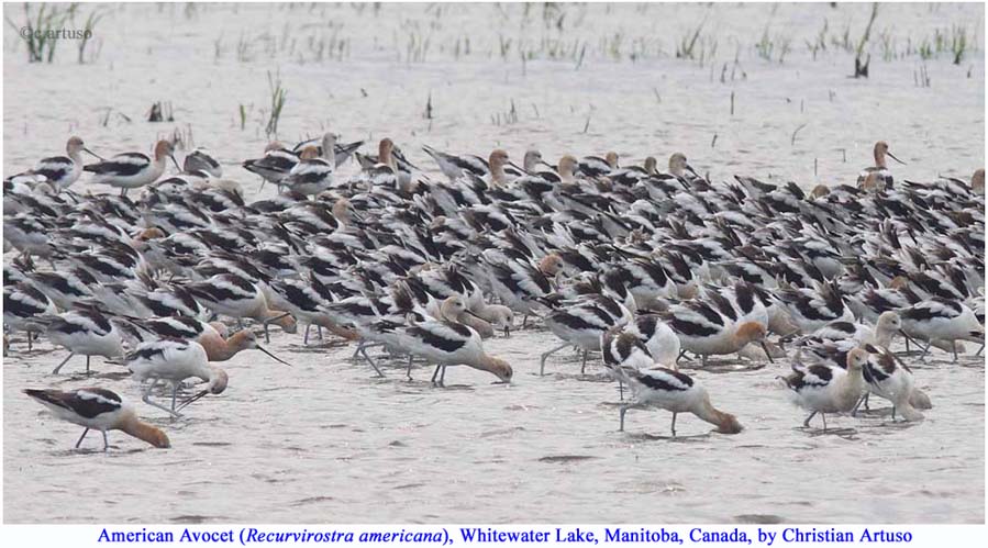 12_Artuso_American Avocet 2