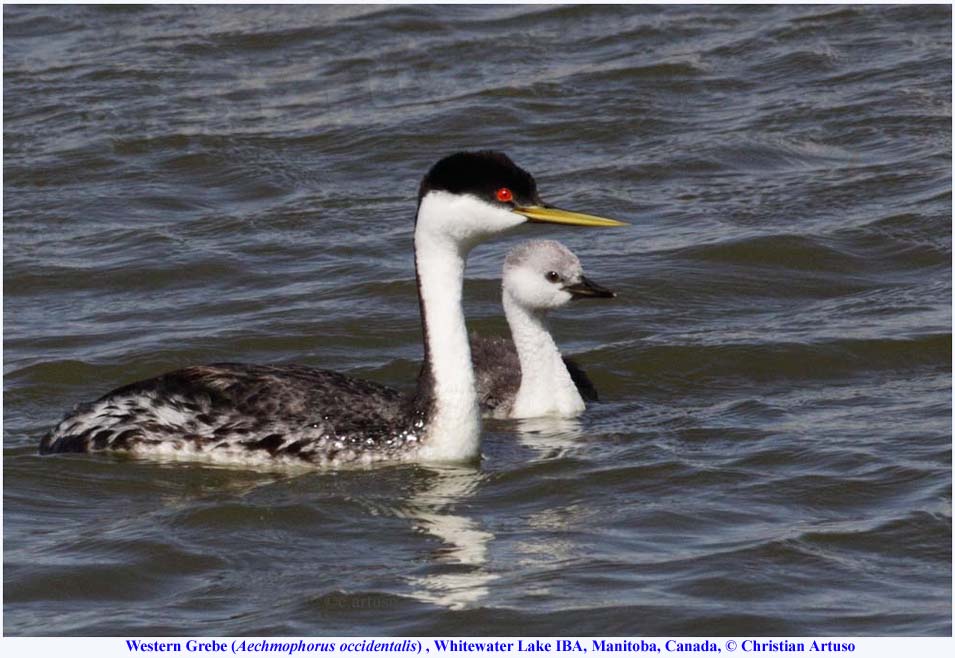 18_Artuso_Western Grebe_7872_adult and juv