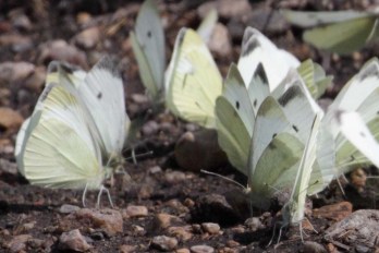 Cabbage White Butterflies were an abundant food source for birds including Black Terns. Photo copyright Christian Artuso