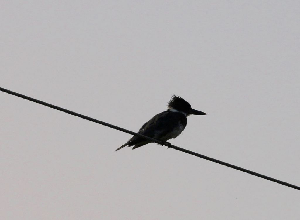 Belted Kingfisher
