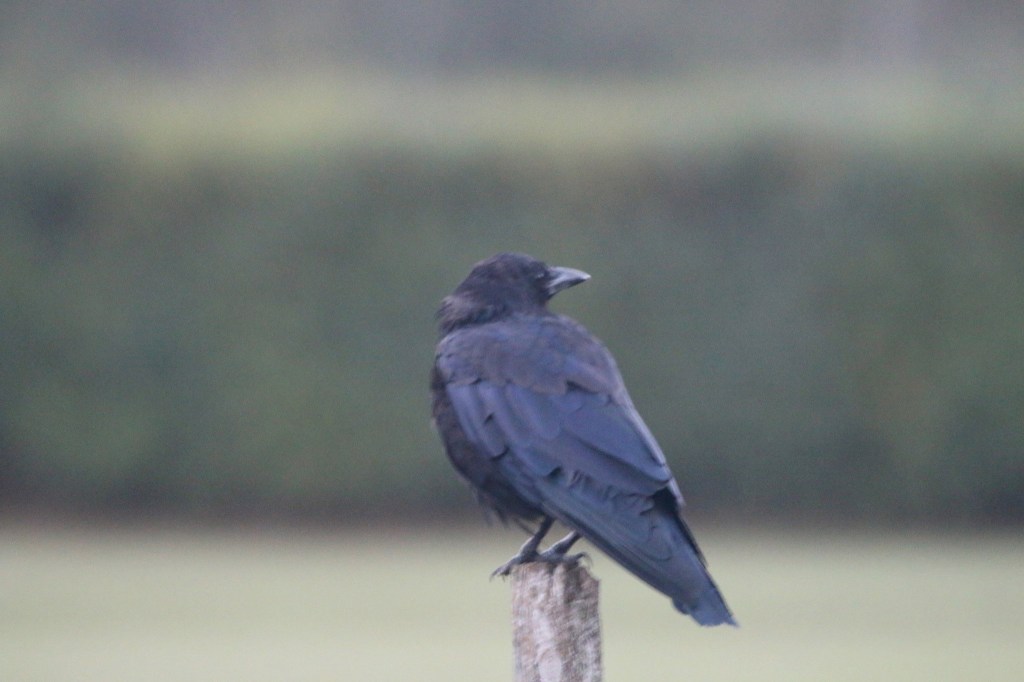 Big black bird aka Common Raven. Photo copyright Bill Rideout