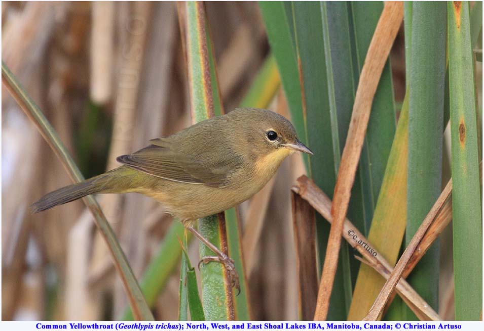 Common Yellowthroat_9566_artuso
