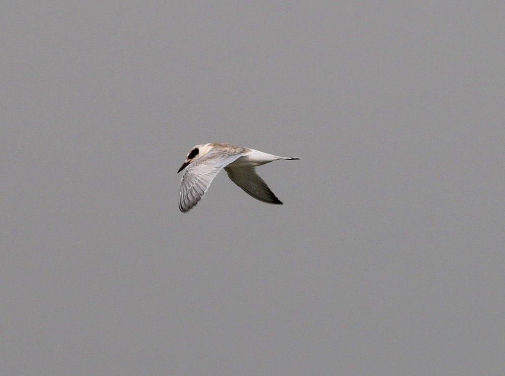 Forester's Tern