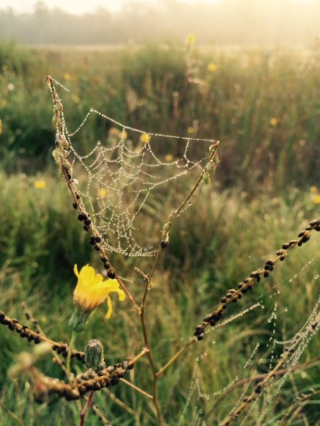 Another fantastic shot showing the eerie damp, misty start to the day. Photo copyright Jo Swartz
