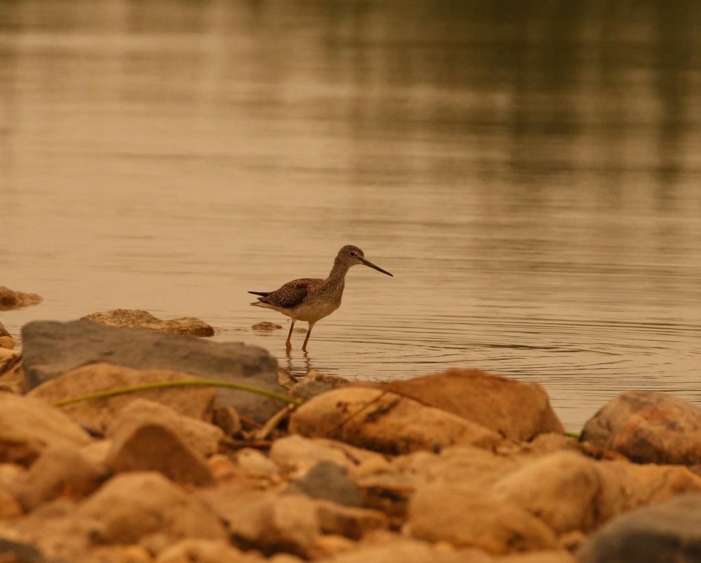 Greater Yellowlegs