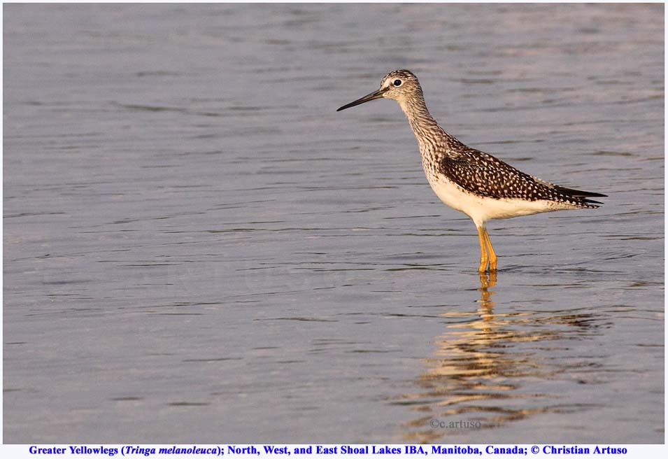 Greater Yellowlegs_9667_Artuso