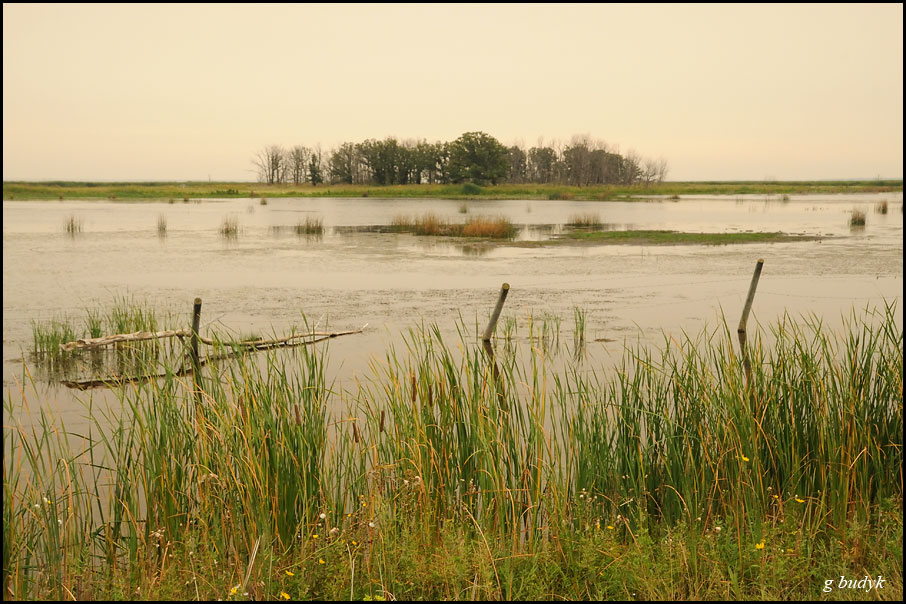 Good duck habitat. Note the trees at the back of the photo. This is the boundary of the lake when water levels were a wee bit lower. Photo copyright Garry Budyk.