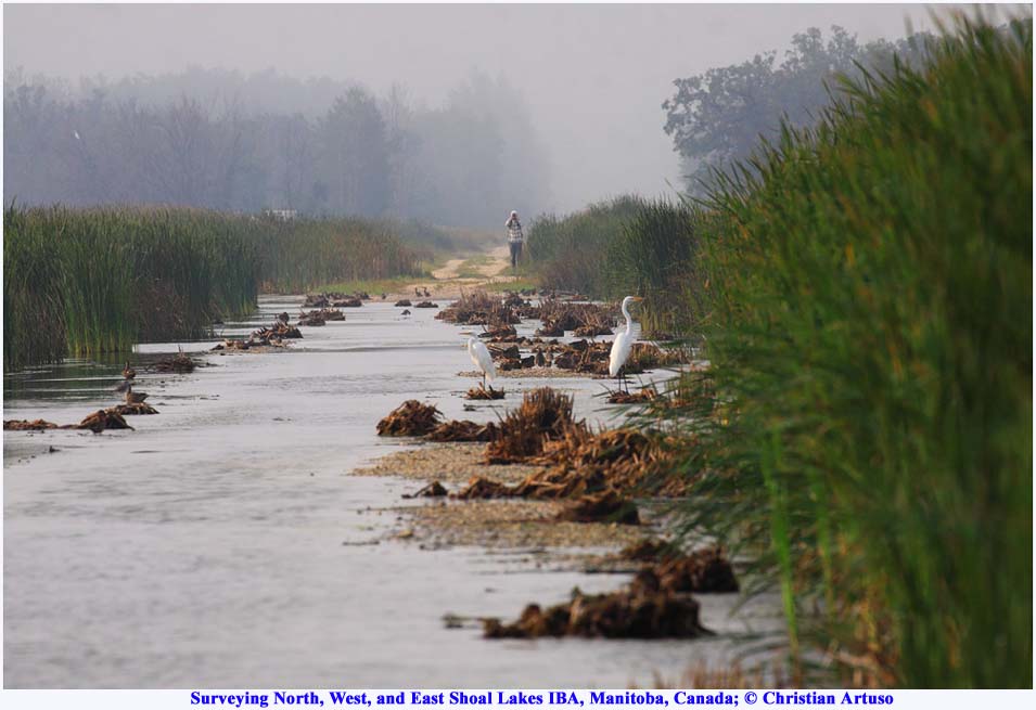 Matt Gasner surveying IBA_9758