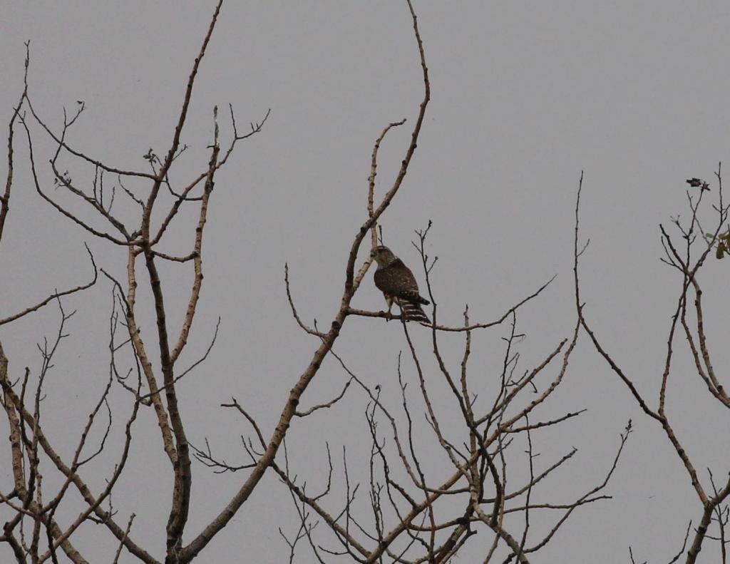 Bill claims that he would have 'bet the farm' on his identification of this Cooper's Hawk. Er, it's a Merlin. Photo copyright Bill Rideout