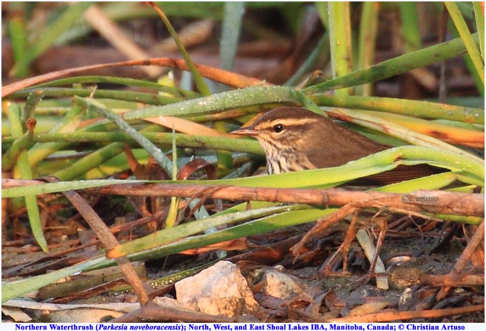 Northern Waterthrush_9600_artuso