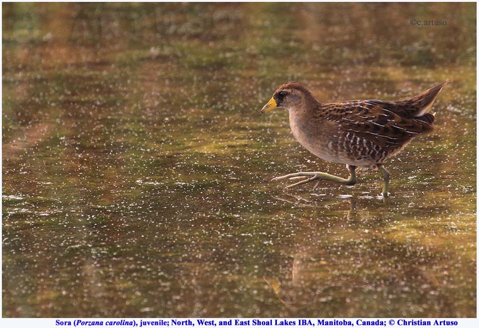 Sora_9766_juv_artuso