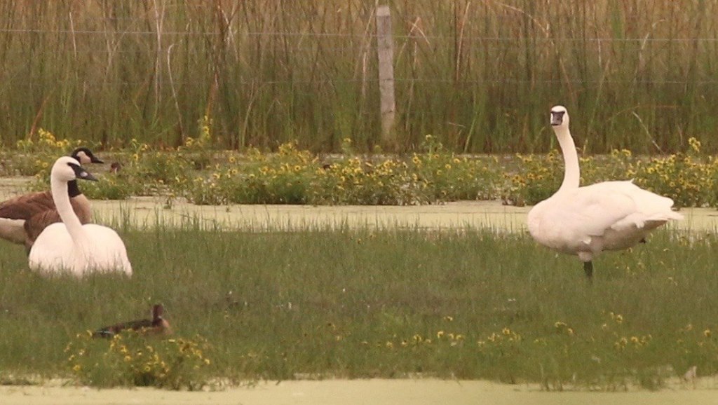 Yes, that's right Trumpeter Swans. No, er, Tundra Swans, er, Tumpeter or is Trundra Swans? Ok, final they were Trumpeter Swans. Note the size difference with the adjacent Canada Geese, the long straight beak and lack of yellow on the lores below the eye. Photo copyright Bill Rideout