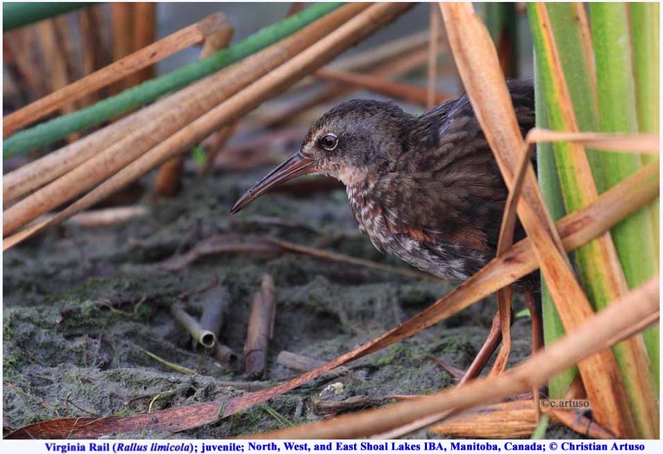 Virginia Rail_9426_juv_Artuso