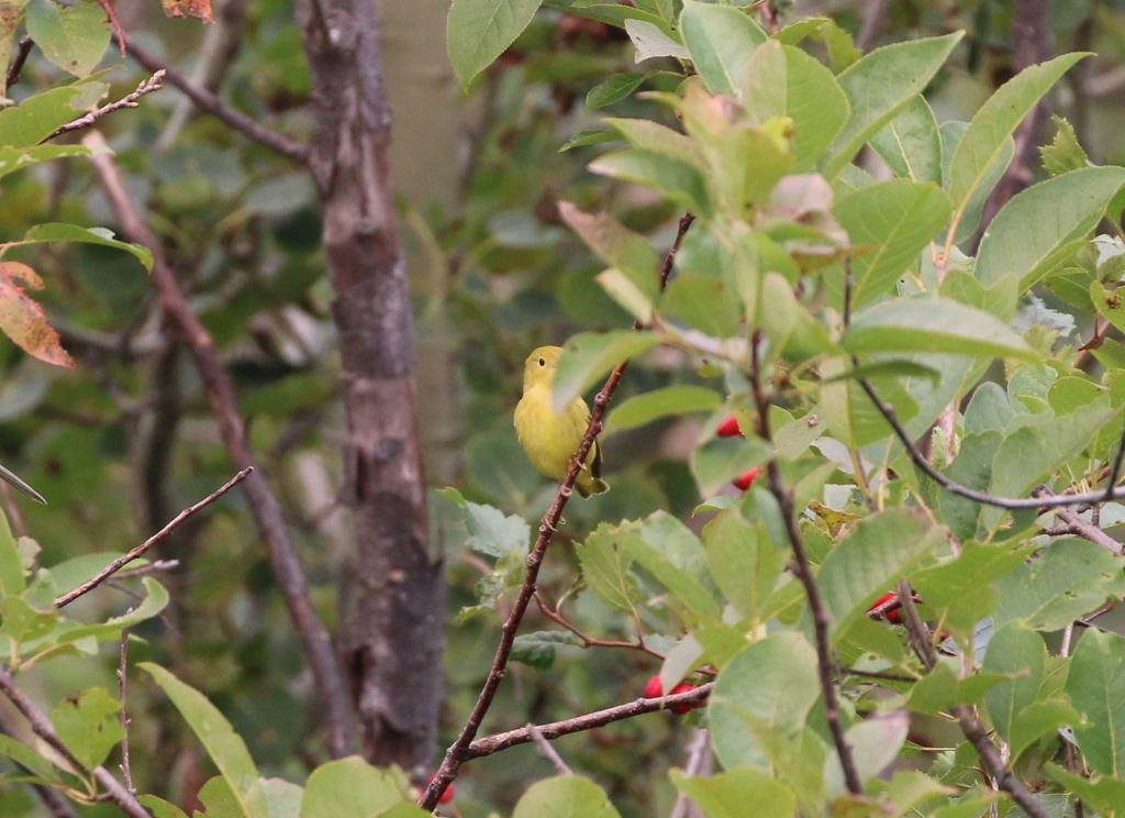Yellow Warbler hiding in the bushes. Photo copyright Bill Rideout.
