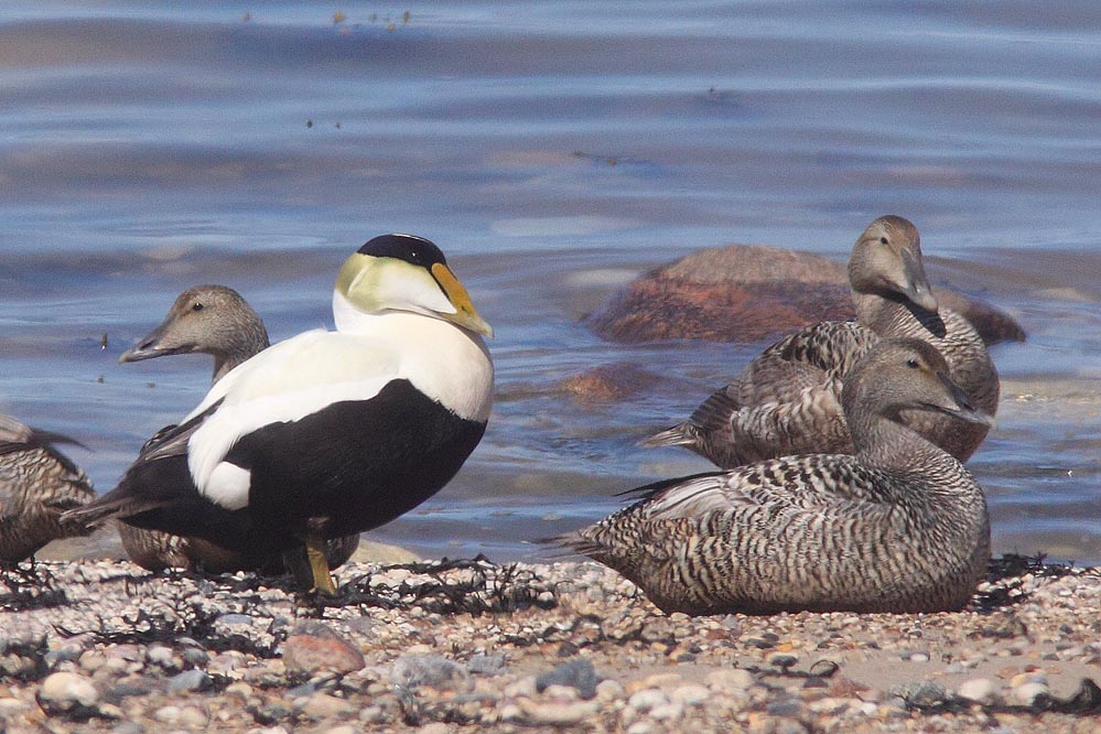 Common Eider Ducks on Hudsons Bay. Note the dimorphism between male and female. Photo by Christian Artuso