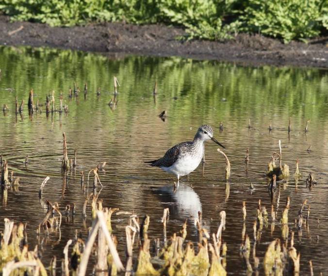 Greater Yellowlegs were the most abundant shorebird for the second blitz in a row. Photo copyright Donna Martin
