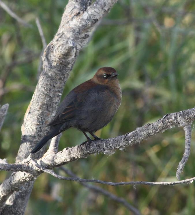 The internationally threatened Rusty Blackbird in all its rusty glory. Photo copyright Donna Martin