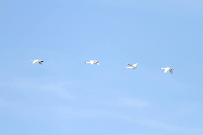 Tundra Swans in flight. Photo copyright Donna Martin